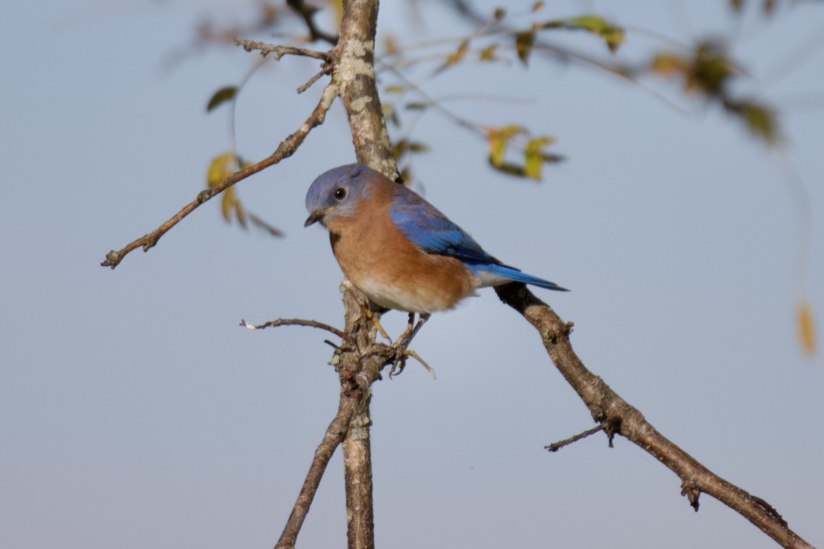 Eastern Bluebird - ML643759543