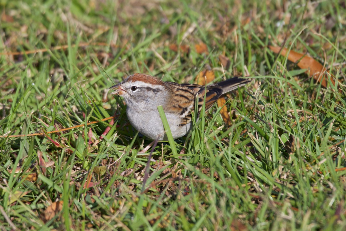 Chipping Sparrow - ML643759544