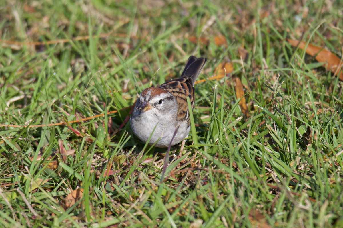 Chipping Sparrow - ML643759545