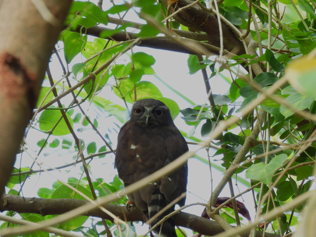 Brown Boobook - ML643759546