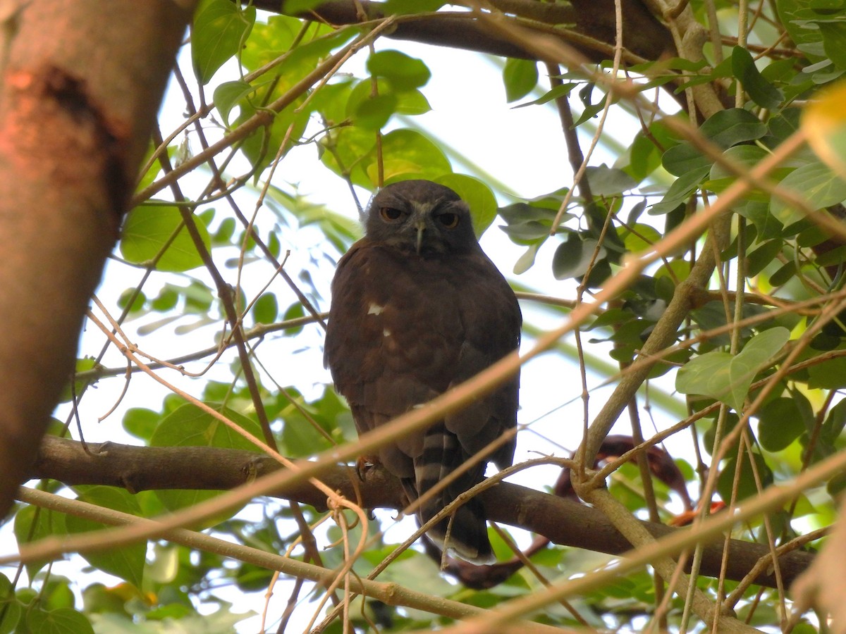 Brown Boobook - ML643759547