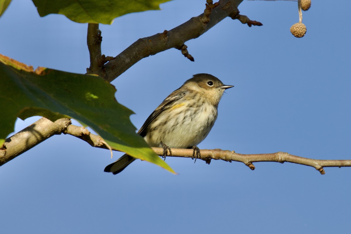 Yellow-rumped Warbler (Myrtle) - ML643759562