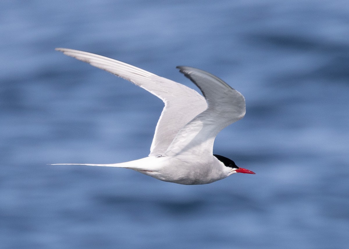 Arctic Tern - ML643759592