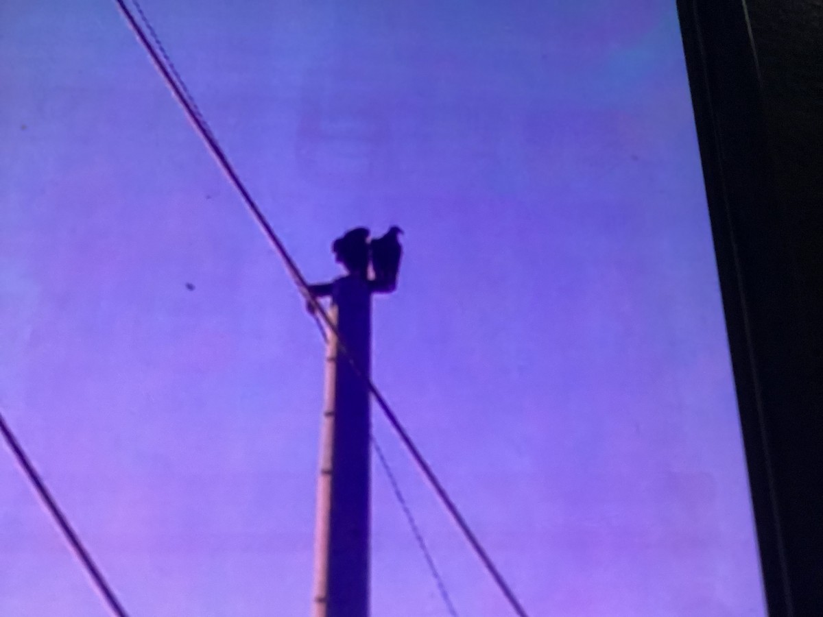 Black Vulture - ML643759646