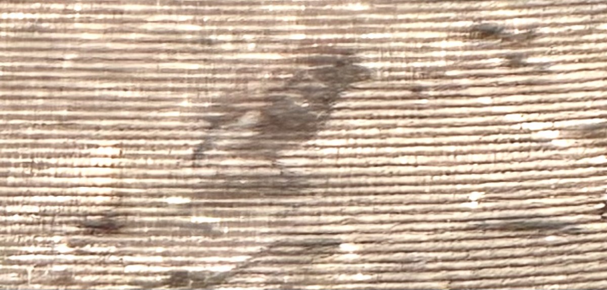 Chipping Sparrow - ML643759648