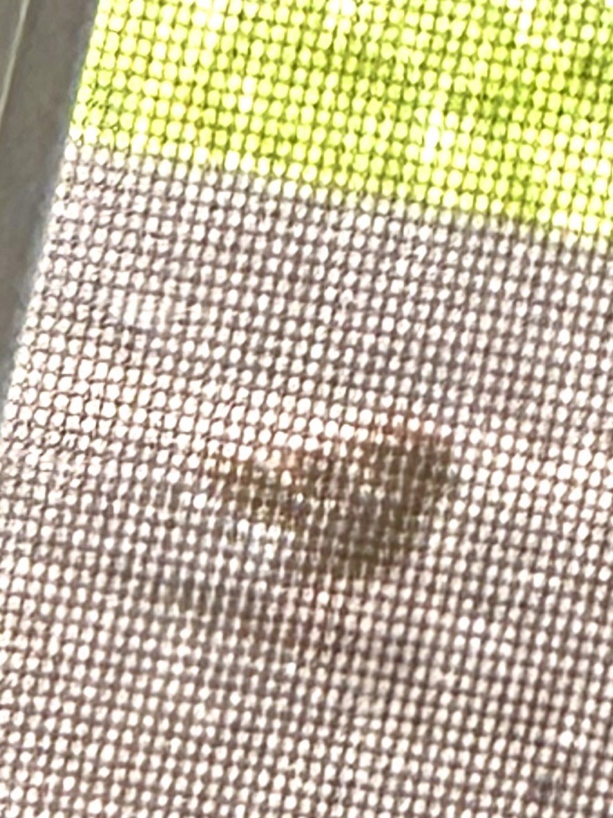 Chipping Sparrow - ML643759649