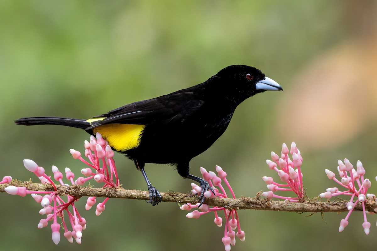 Flame-rumped Tanager - ML643759650