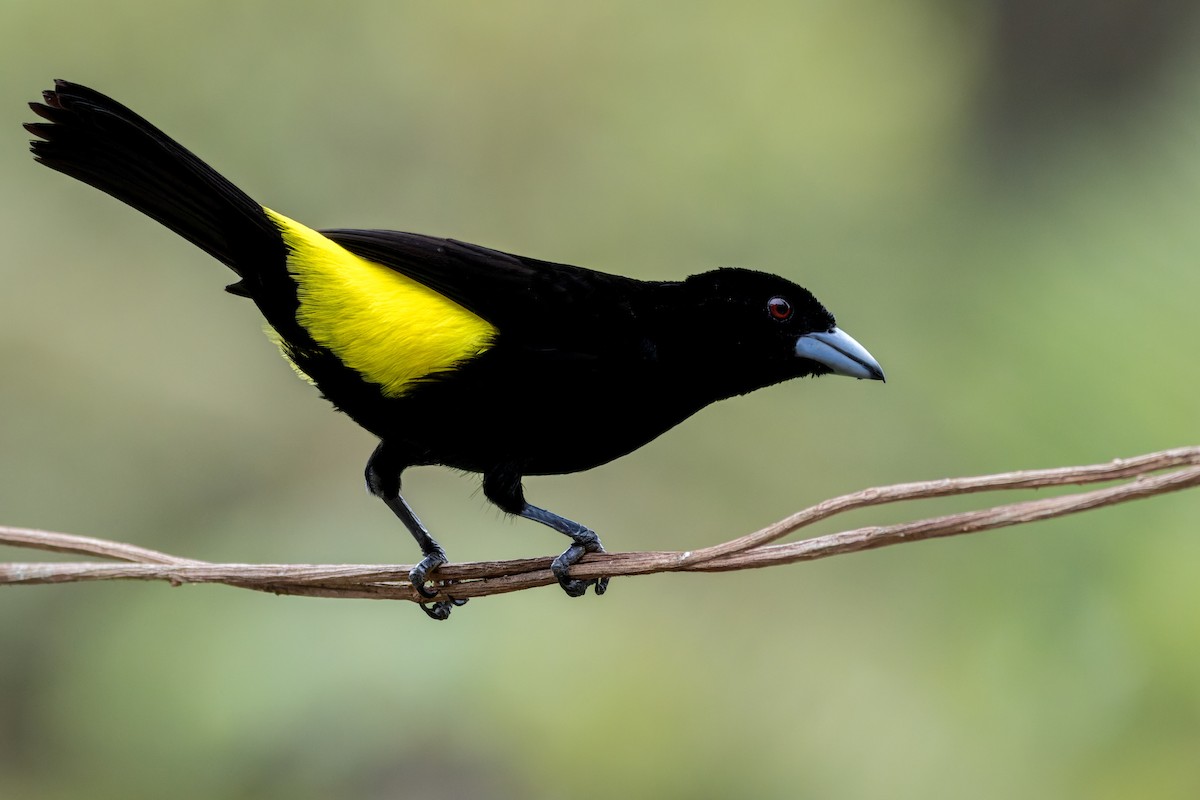 Flame-rumped Tanager - ML643759654