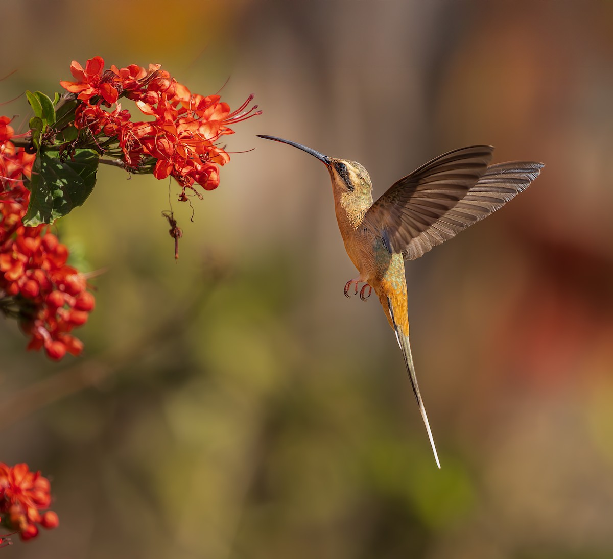 Planalto Hermit - ML643759655