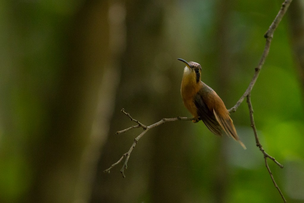 Rotschattenkolibri - ML643759660