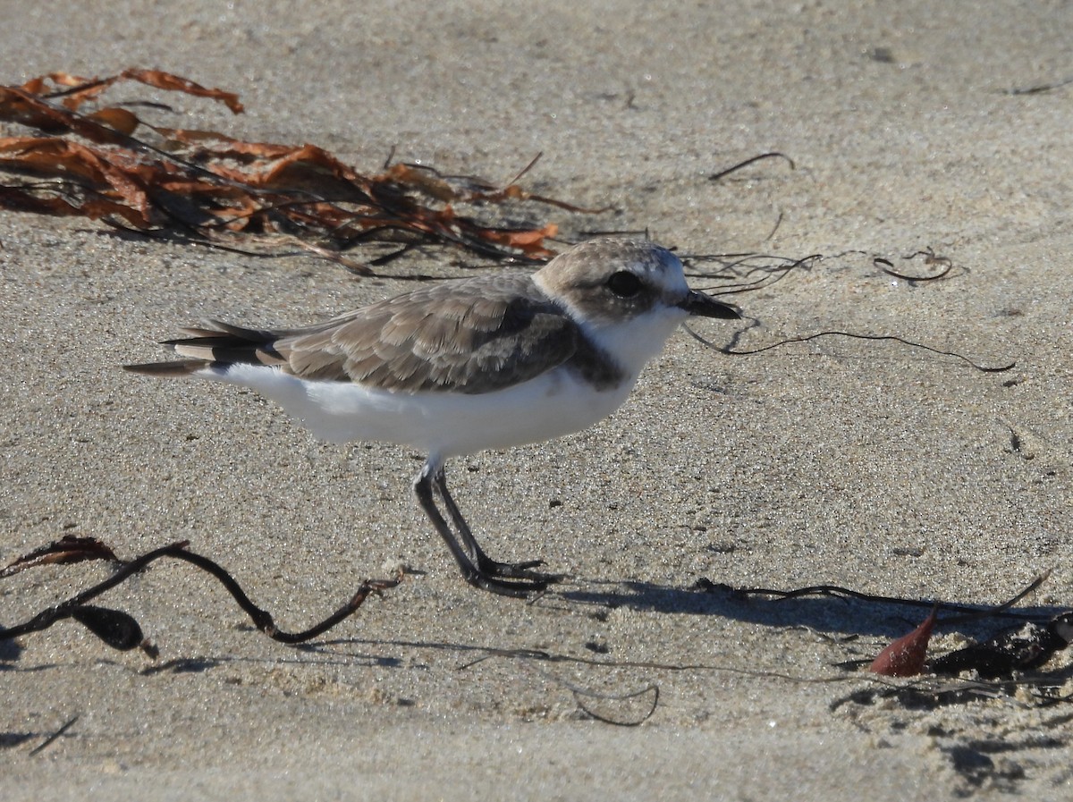Snowy Plover - ML643759661