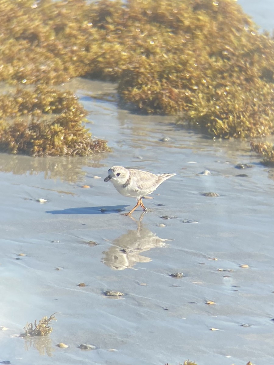 Piping Plover - ML643759662