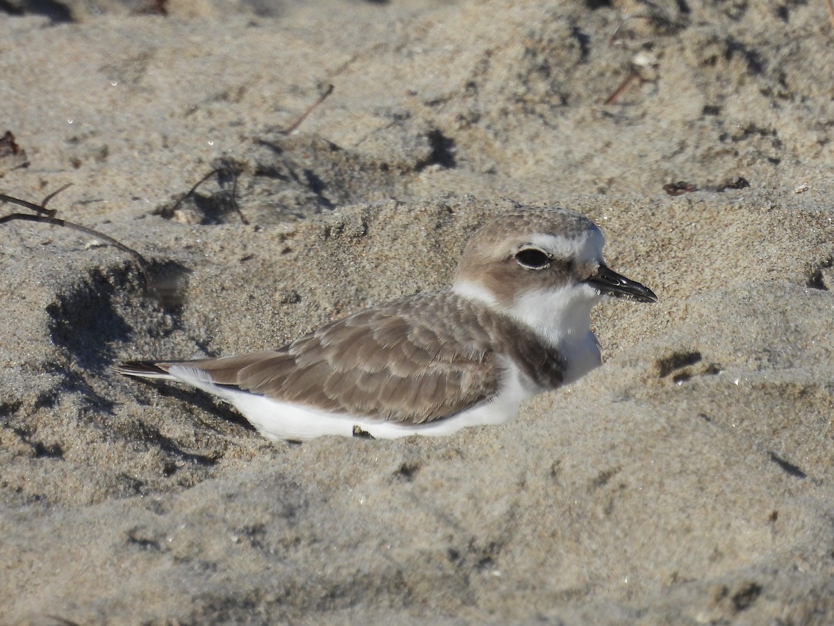 Snowy Plover - ML643759684