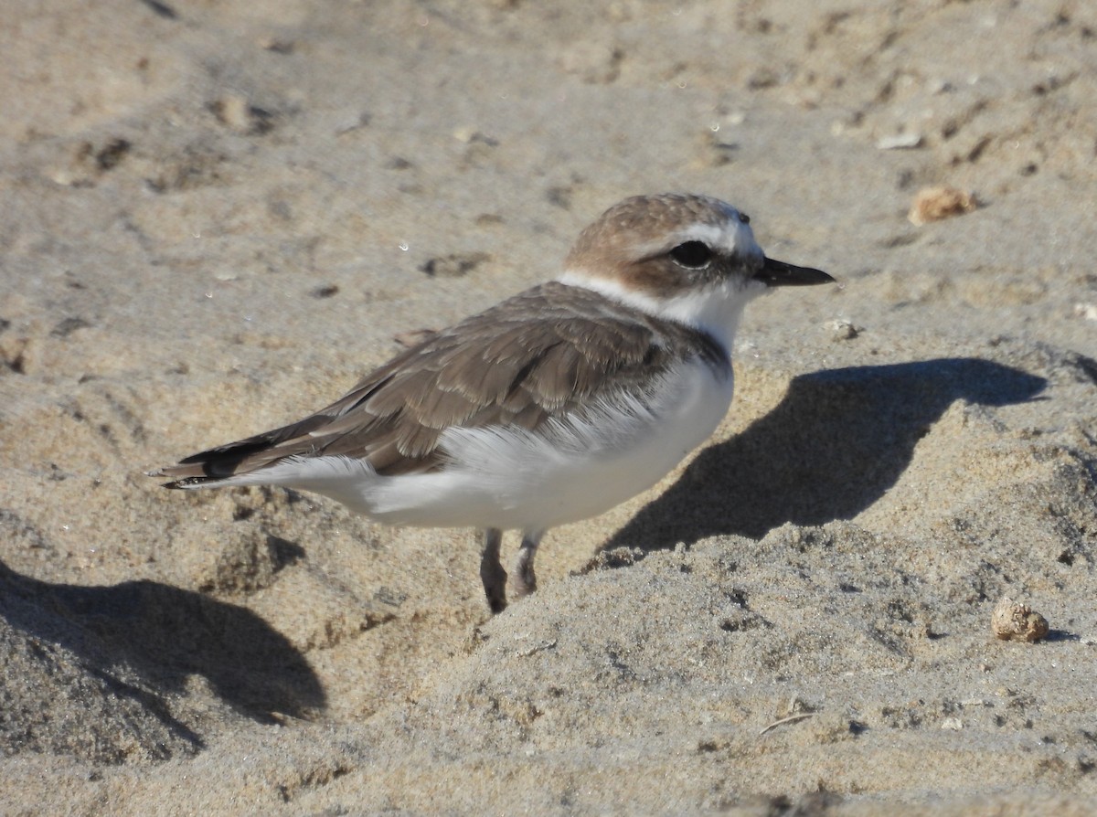 Snowy Plover - ML643759707
