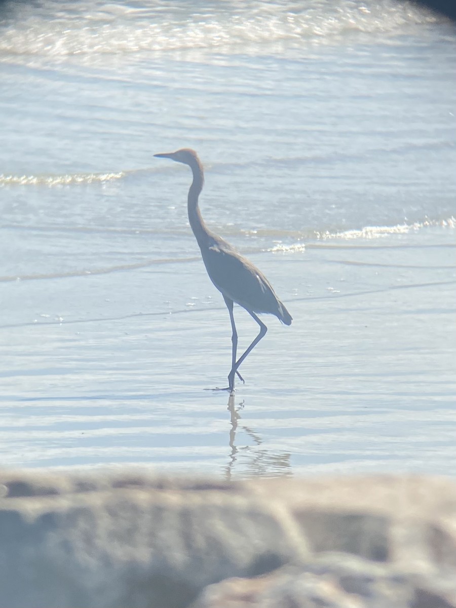 Reddish Egret - ML643759711