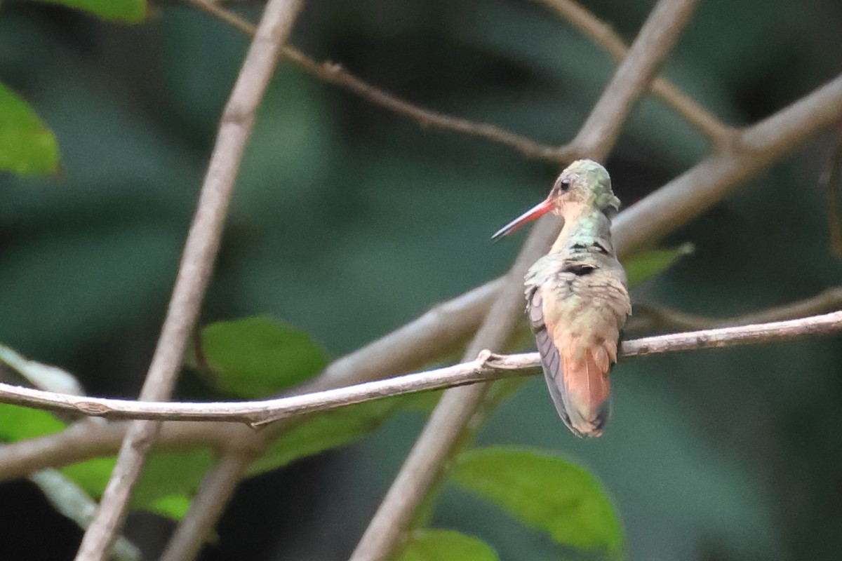 Cinnamon Hummingbird - ML643759719