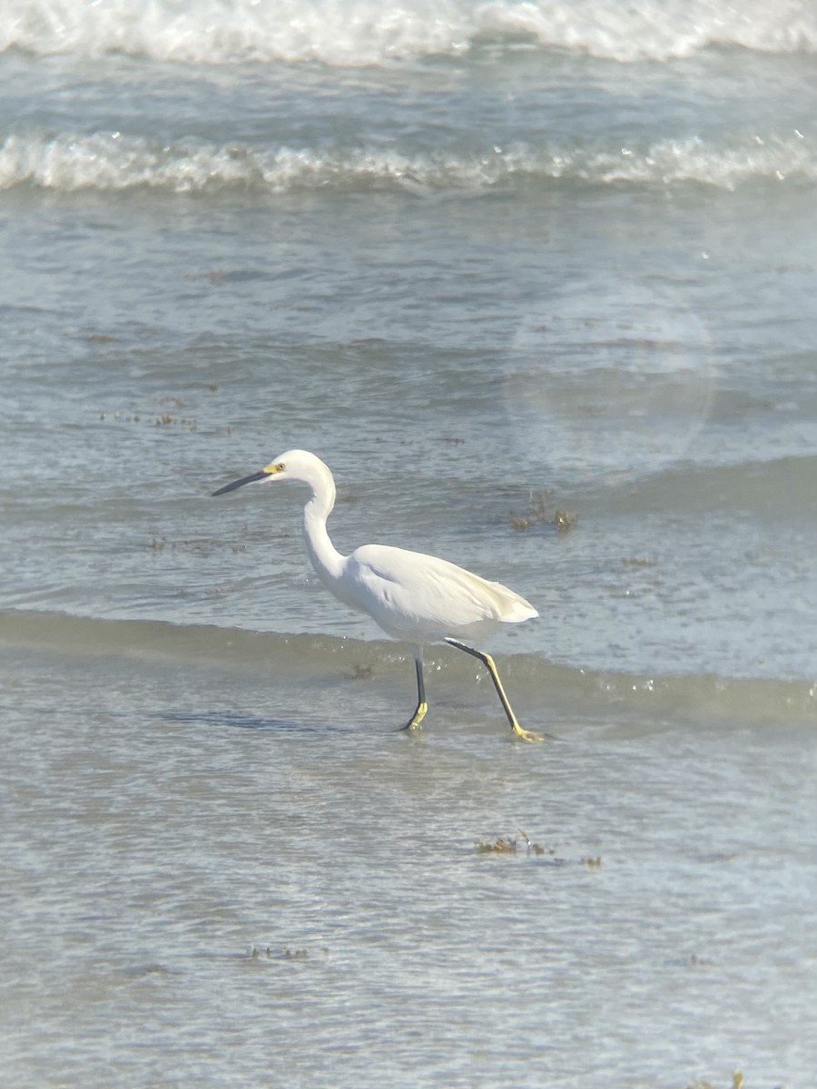 Snowy Egret - ML643759723