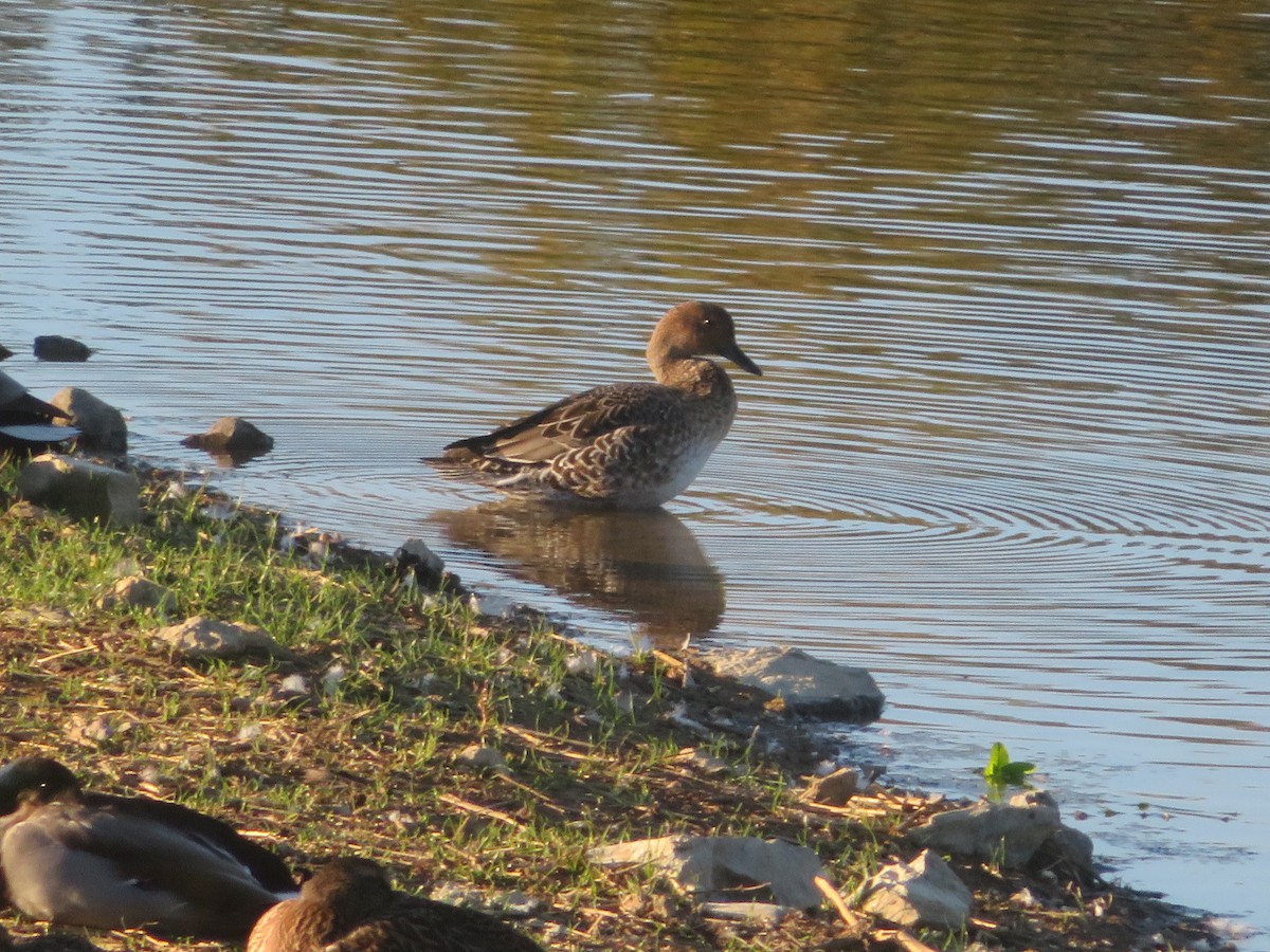 Шовтгор алаг нугас - ML643759724