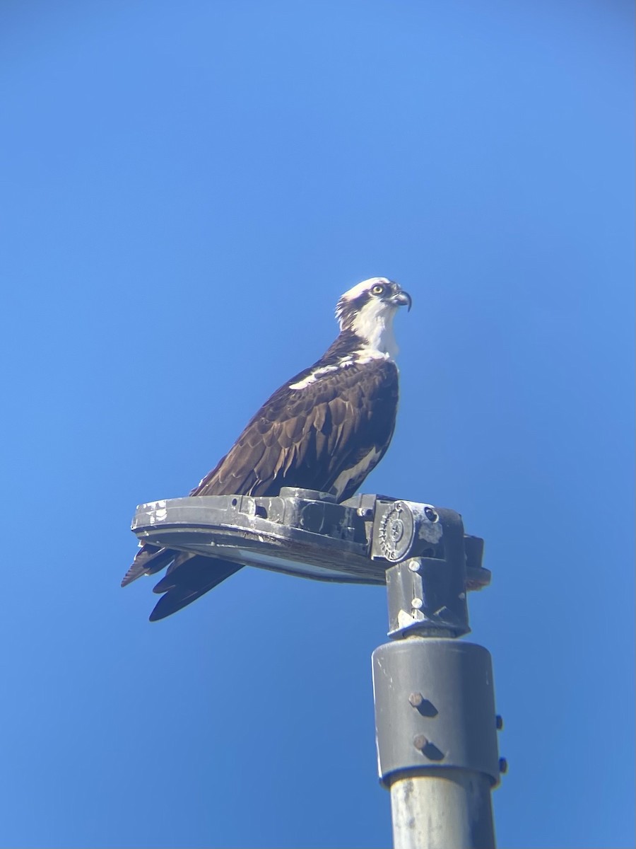 Osprey - ML643759729