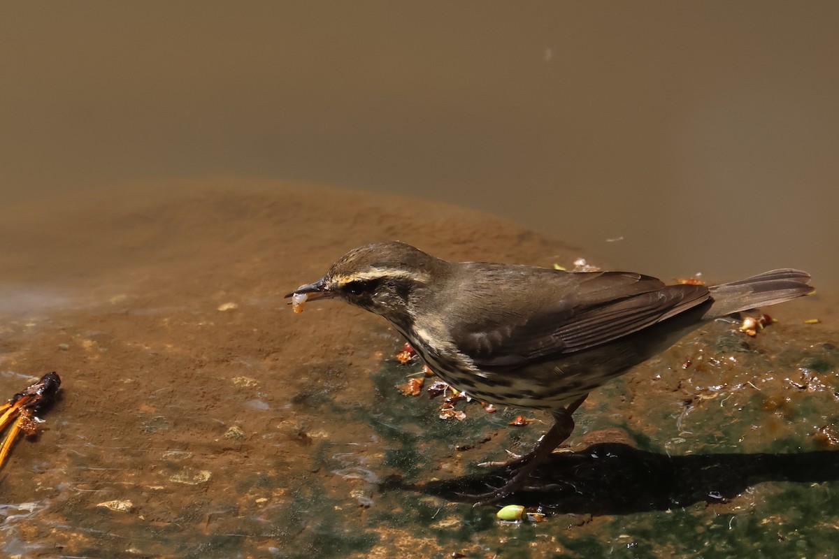 Northern Waterthrush - ML643759730