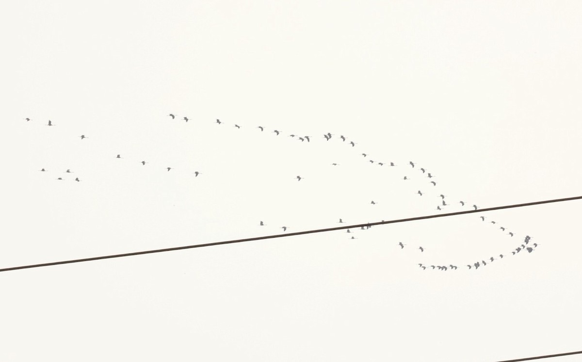 Common Crane - ML643759731