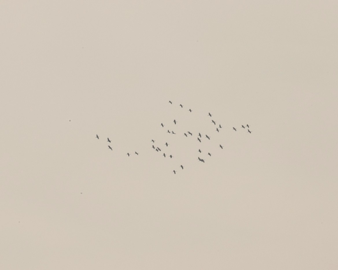 Common Crane - ML643759732