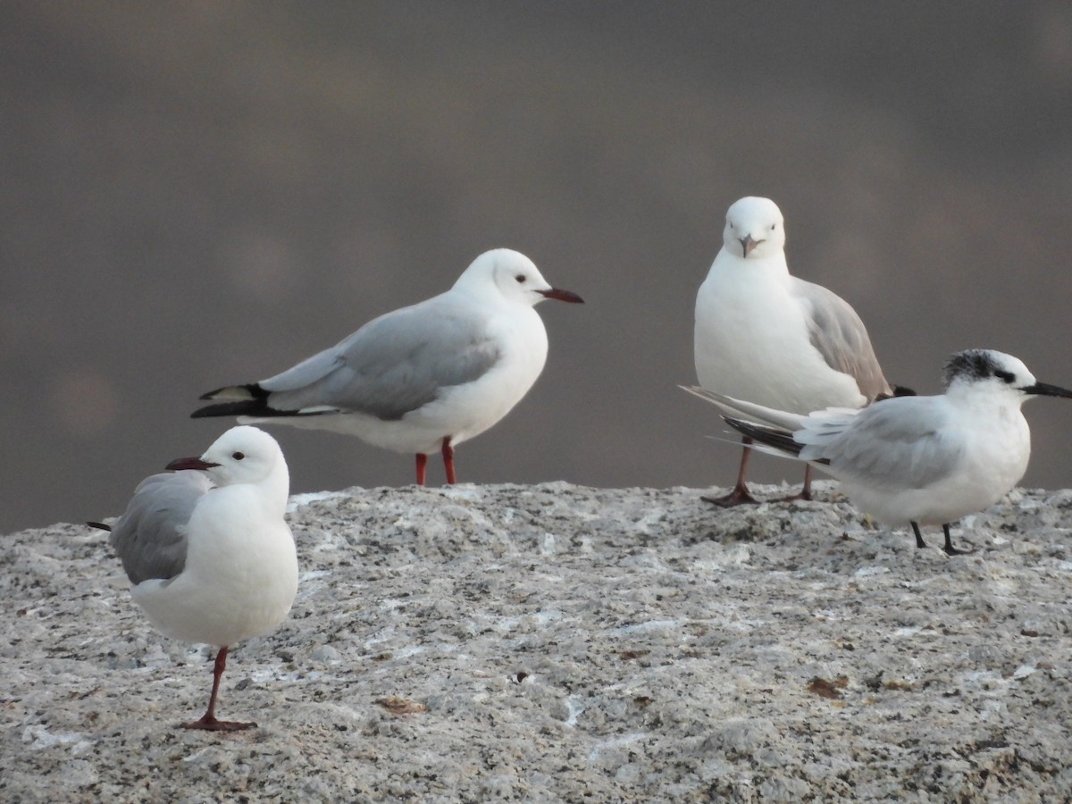 Hartlaub's Gull - ML643759734