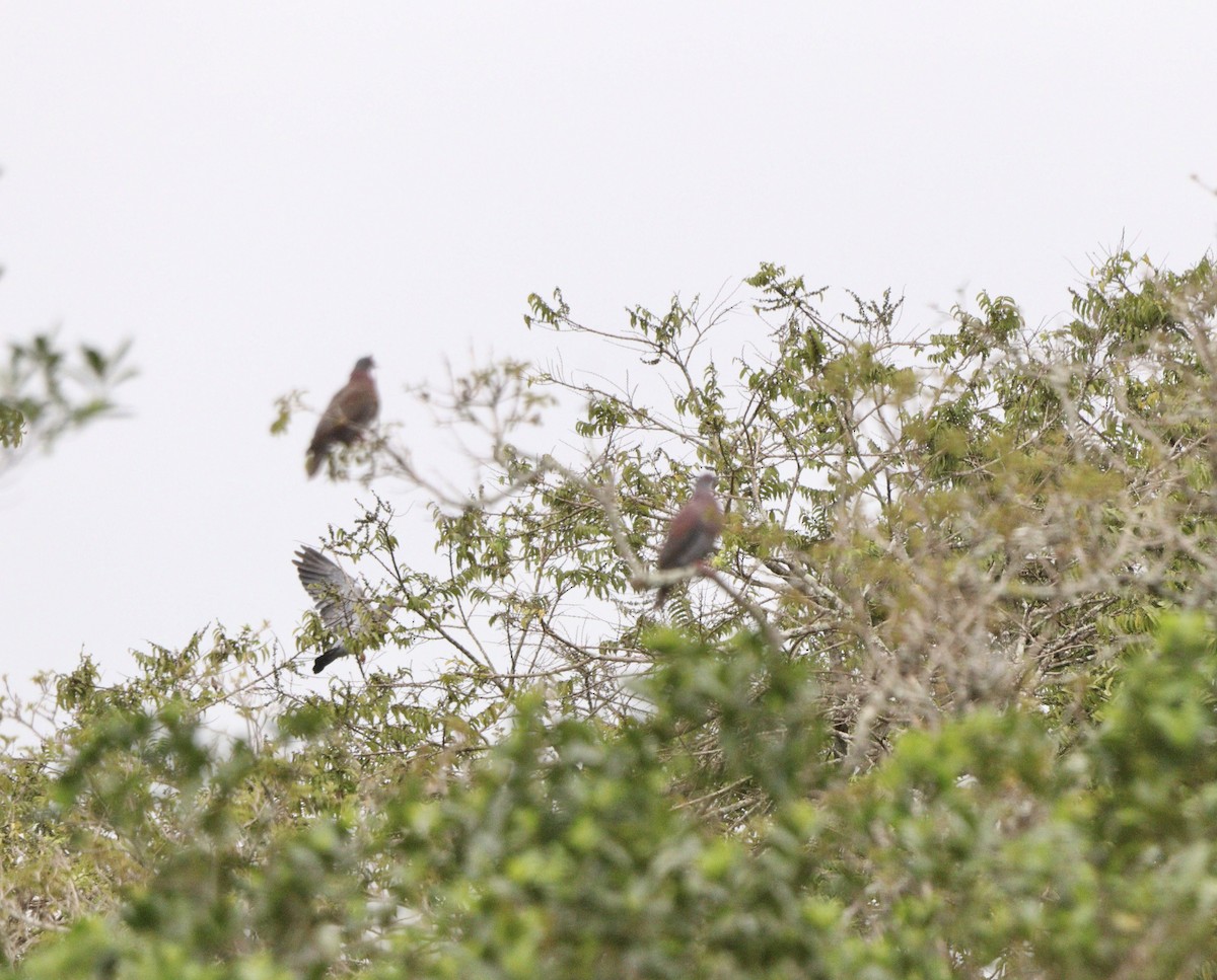 Pale-vented Pigeon - ML643759735