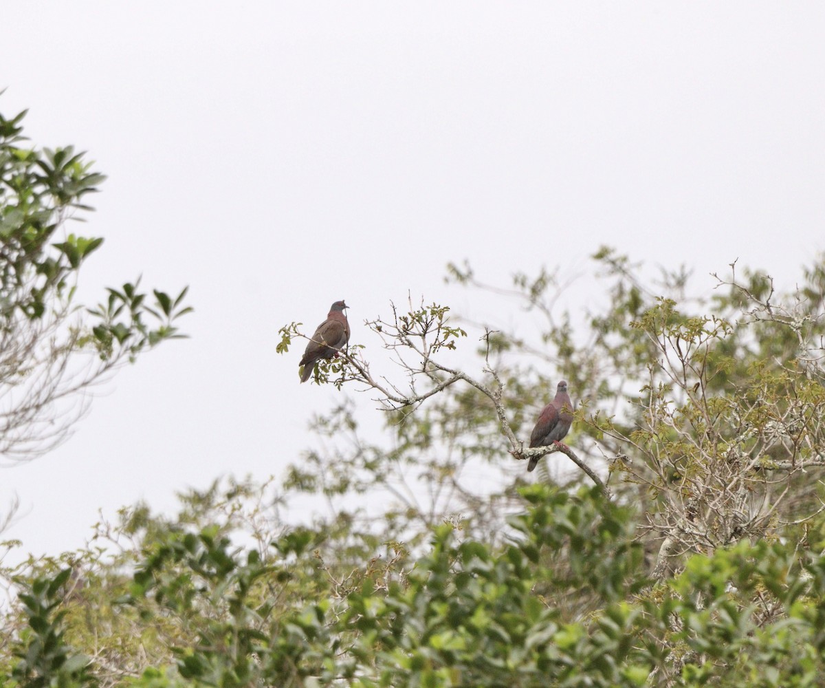 Pale-vented Pigeon - ML643759736