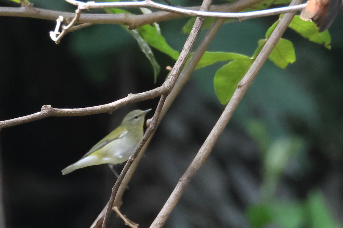 Tennessee Warbler - ML643759737