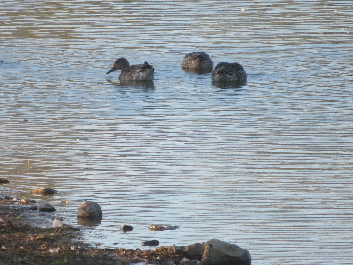 Шовтгор алаг нугас - ML643759741