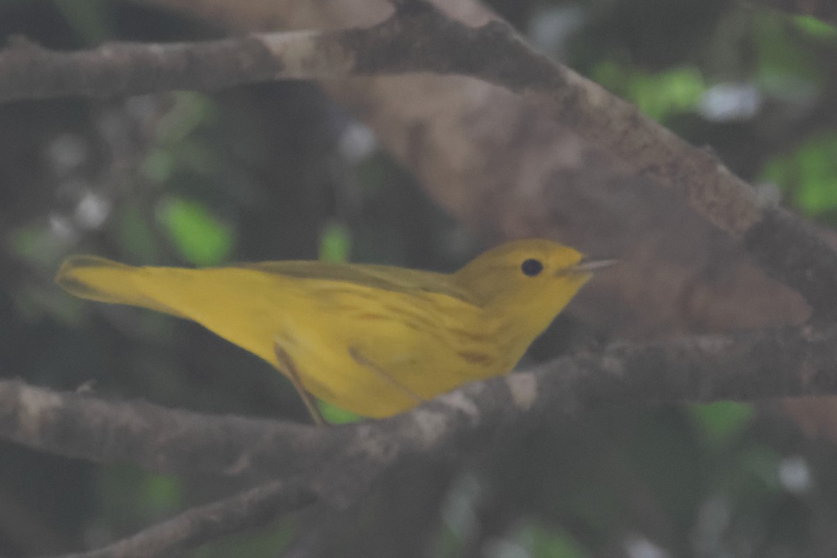 Yellow Warbler - ML643759742