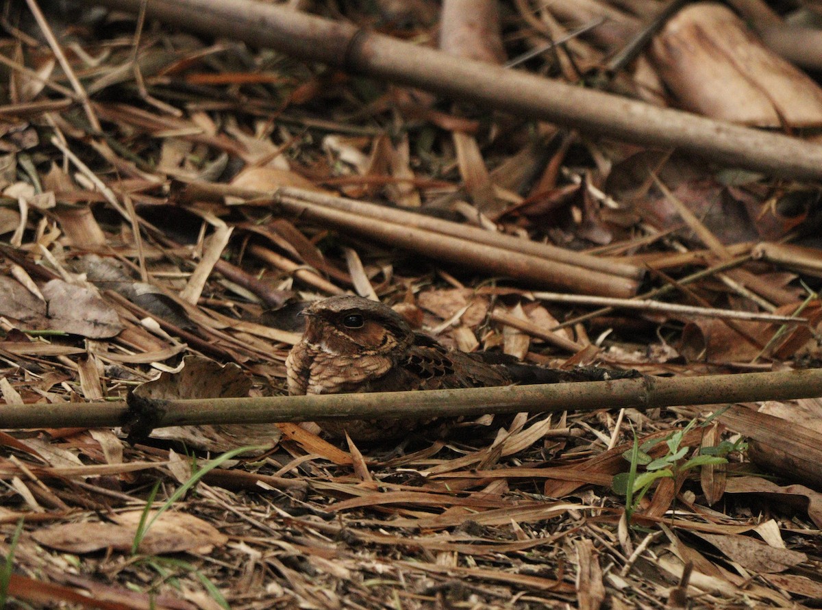 Common Pauraque - ML643759752