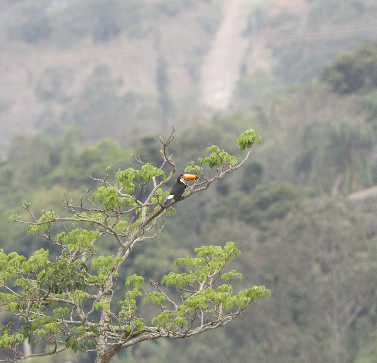 Toco Toucan - ML643759764