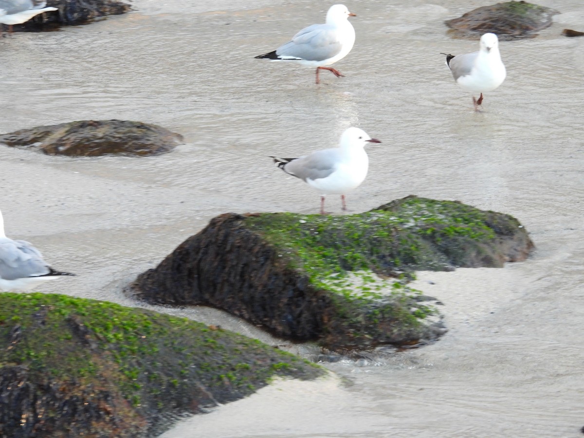 Hartlaub's Gull - ML643759804
