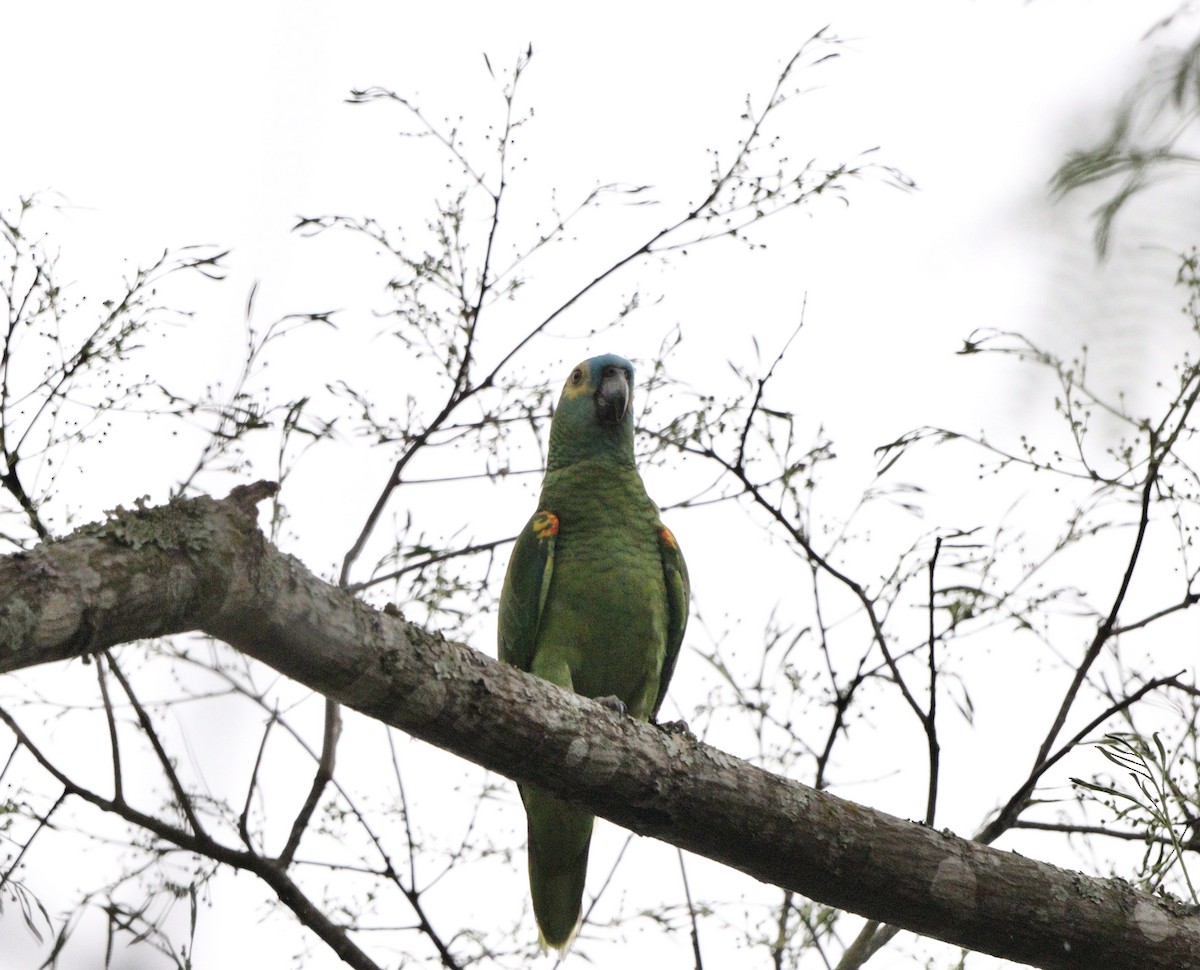 Amazona Frentiazul - ML643759811