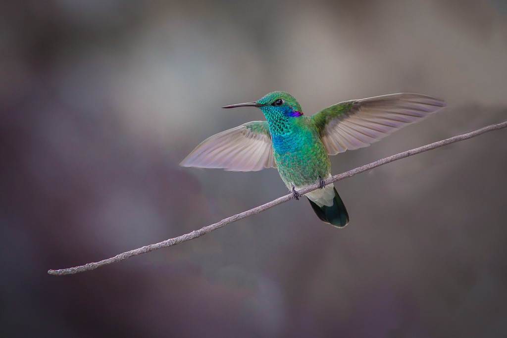 White-vented Violetear - ML643759812