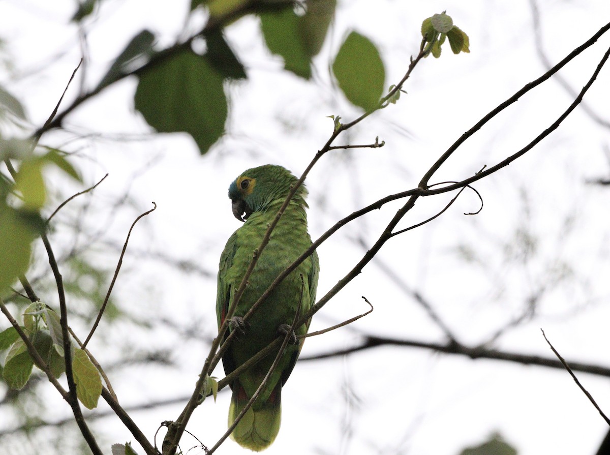 Amazona Frentiazul - ML643759814