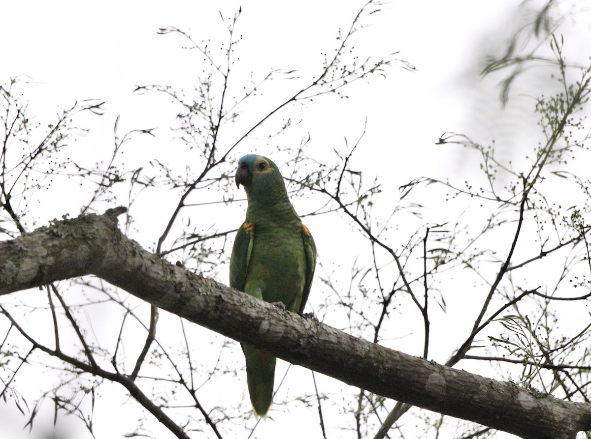 Amazona Frentiazul - ML643759816