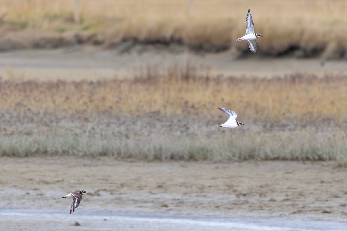 Common Ringed Plover - ML643759818
