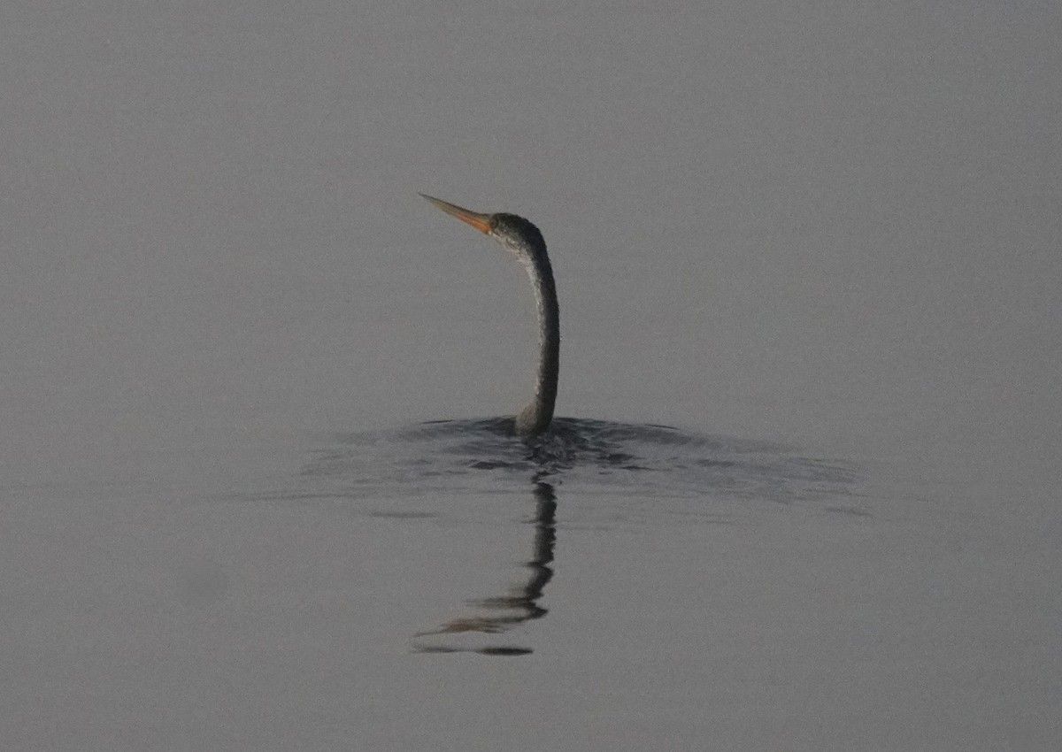 Oriental Darter - ML643759826