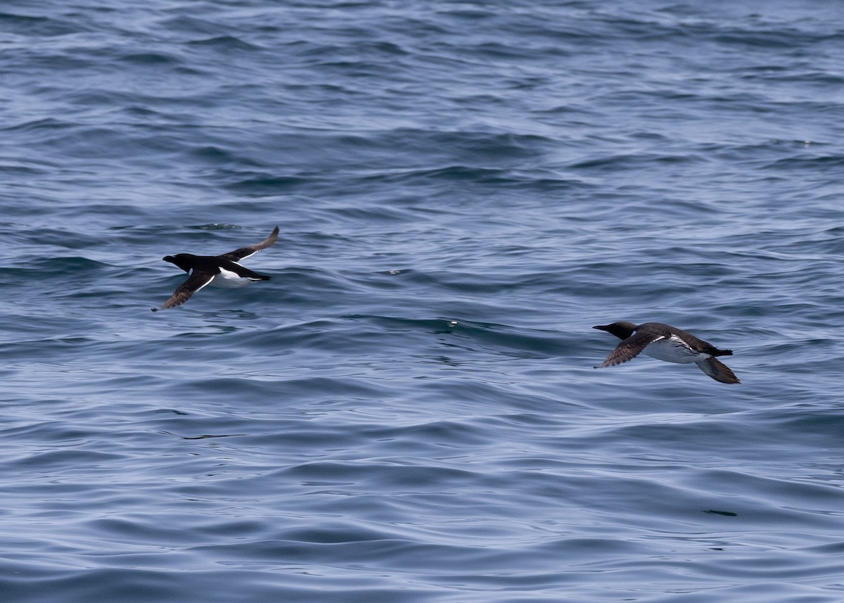 Razorbill - ML643759829