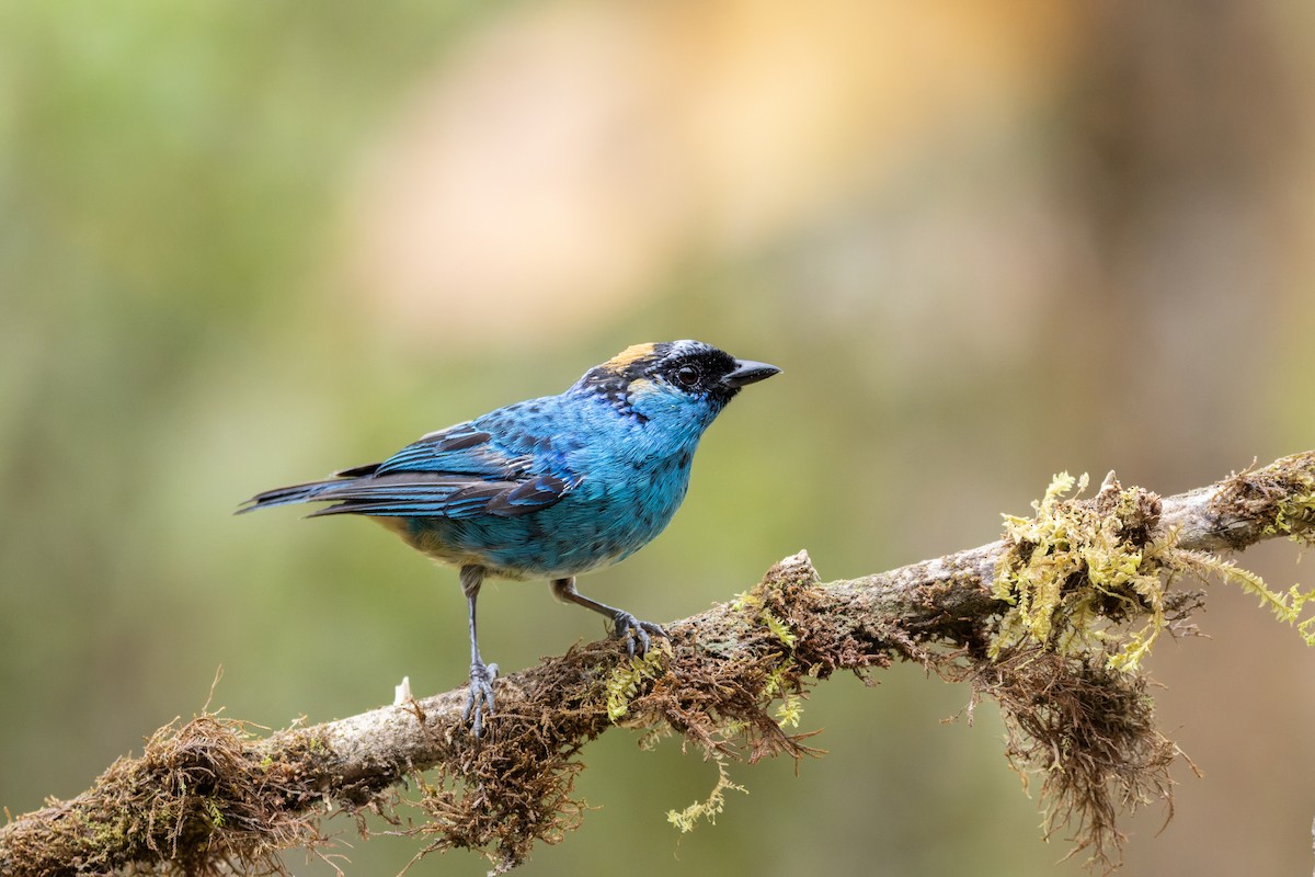 Golden-naped Tanager - ML643759835