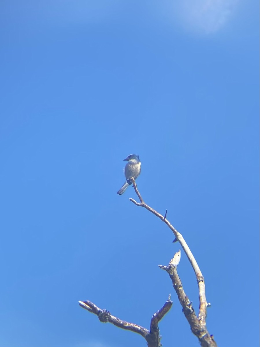 Florida Scrub-Jay - ML643759839