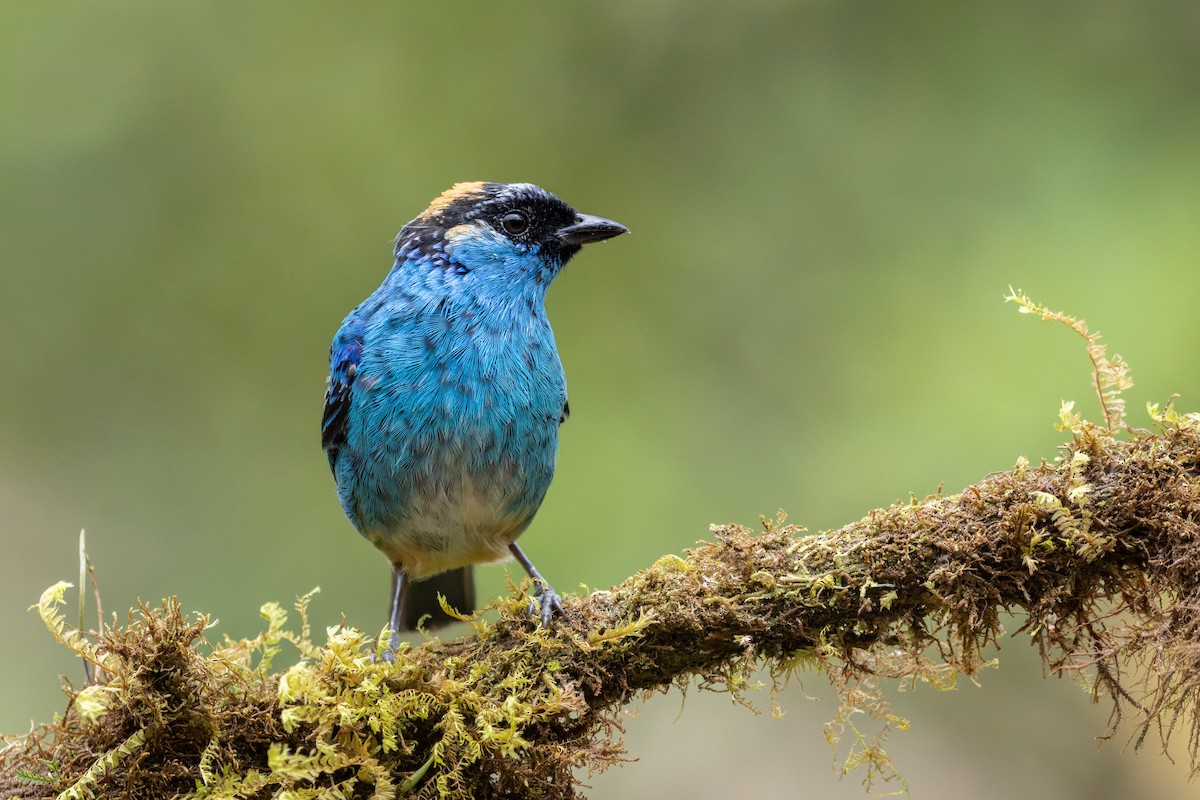 Golden-naped Tanager - ML643759846