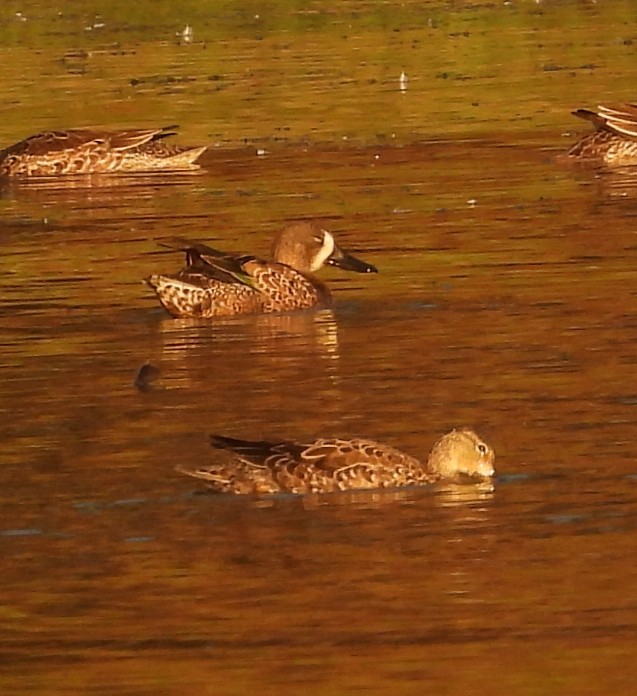 Blue-winged Teal - ML643759852