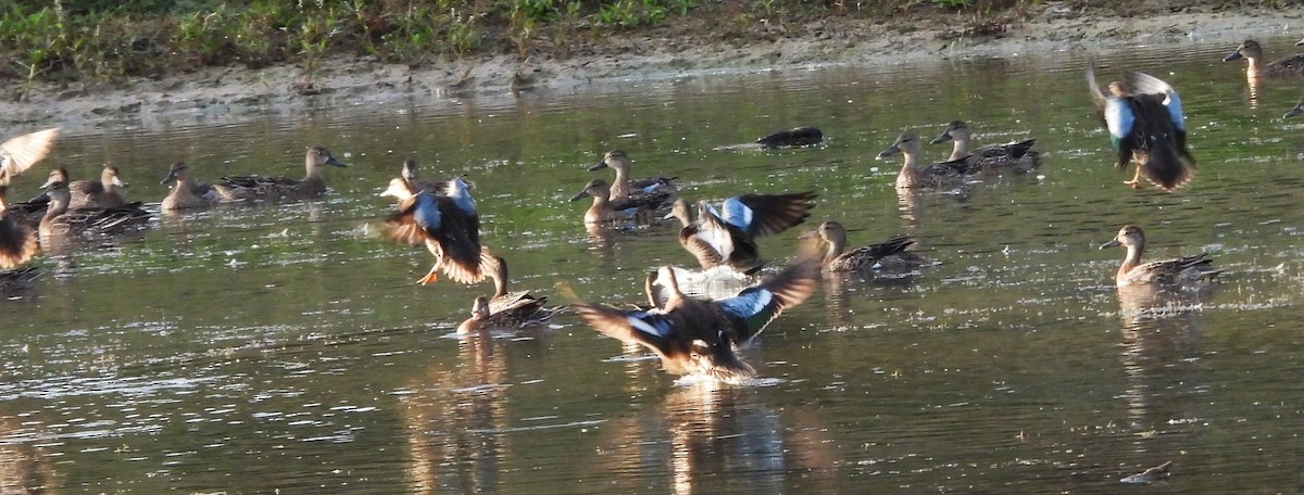 Blue-winged Teal - ML643759854
