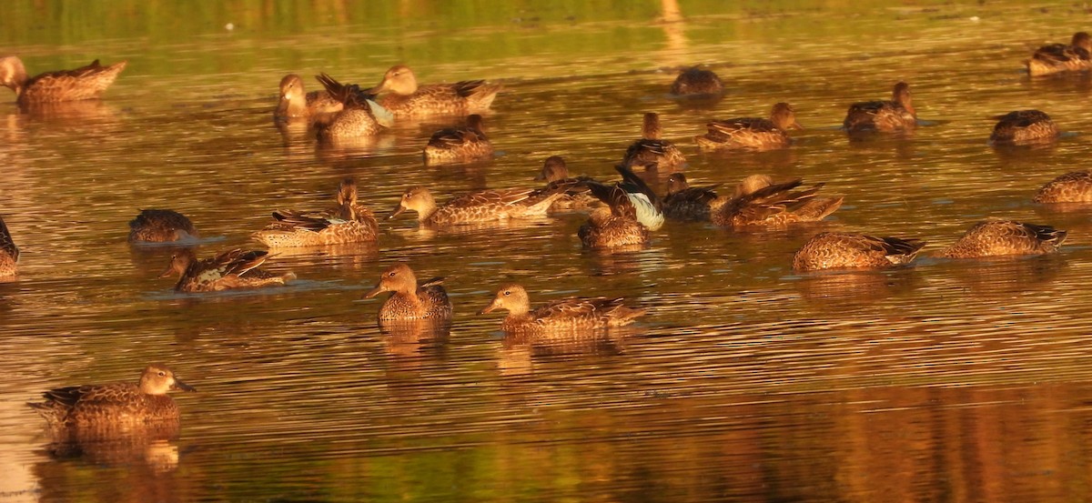 Blue-winged Teal - ML643759855