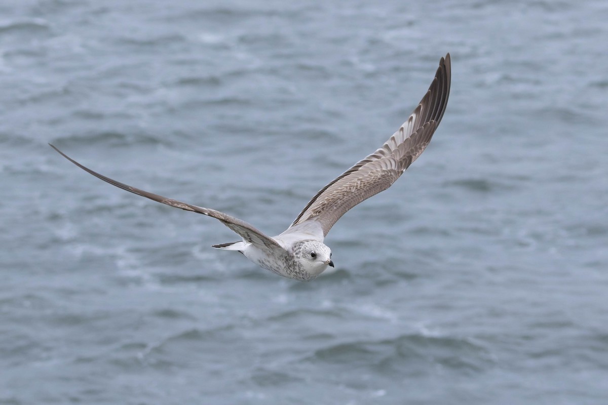 Common Gull - ML643759882