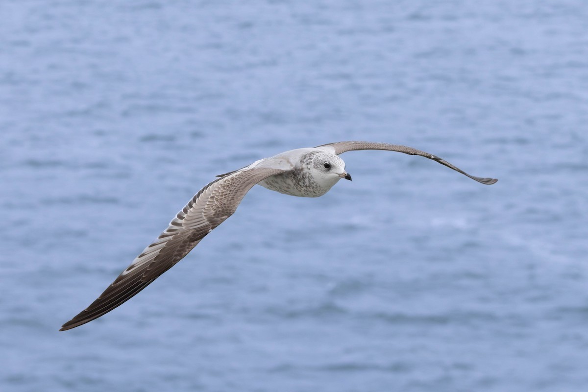 Common Gull - ML643759883